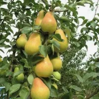 Саженцы груши Конференция
