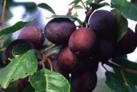 Саженцы сливы Заречная ранняя