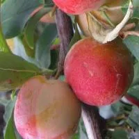 Слива Куяшская