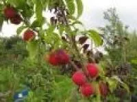 Саженцы сливы Красное Вече