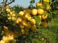 Саженцы сливы Желтая компотная