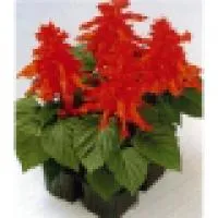Рассада цветка Сальвия блестящая (Salvia splendens Salsa: Scarlet, Purple, Rose, Light Purple)